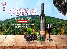 欧洲水果之王竟是它？不老莓有什么特别之处？